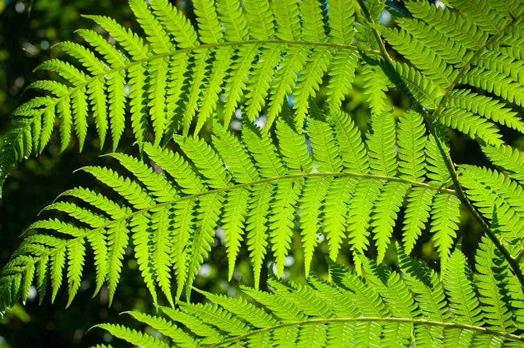 Close-up of a bright green pointy leaved fern with sun shining from behind it