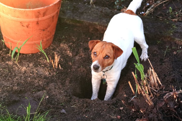 A small dog looking up from digging a hole in the garden