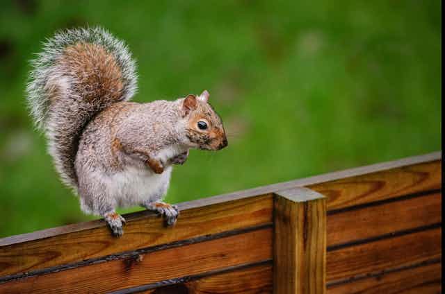 A grey squirrel sits on top of a wooden fence. 