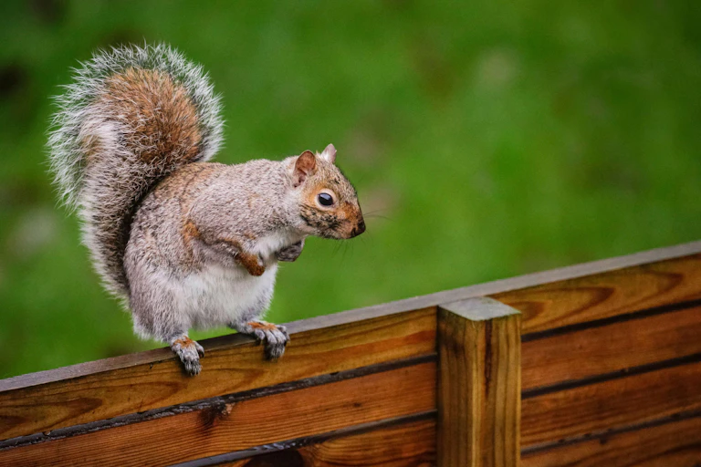 A grey squirrel sits on top of a wooden fence.