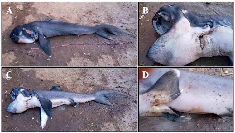 Four photos of a dead megamouth shark laid out on the ground. Two photos show close-ups of its giant mouth.