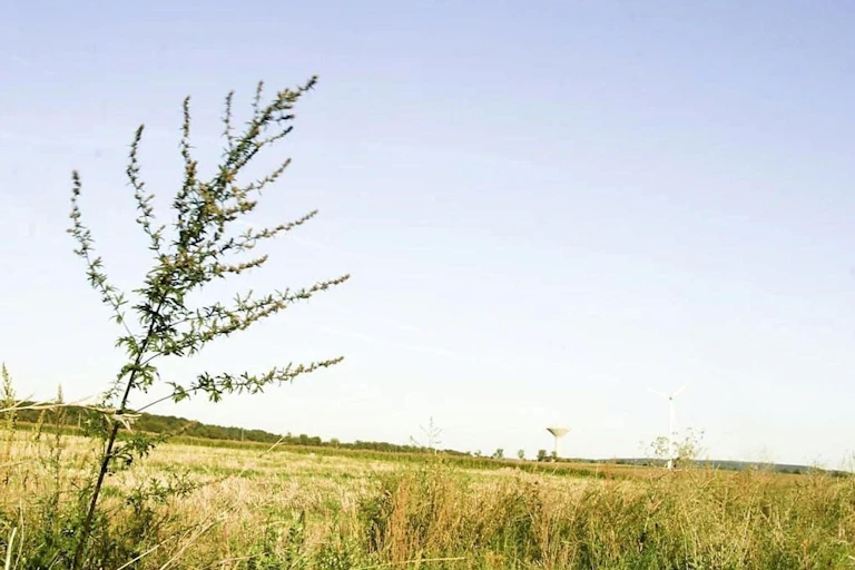 Champ de blé avec une mauvaise herbe qui pousse