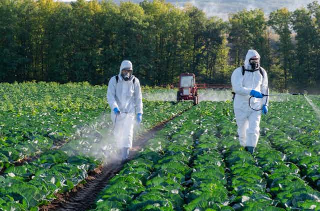 Green field of low-lying veg crops,  two people in hazmat suits spraying pesticides, small red tractor in background