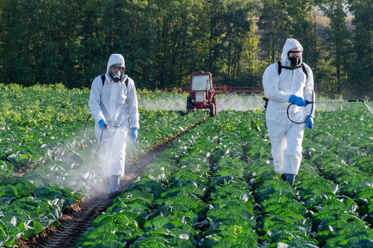 Green field of low-lying veg crops, two people in hazmat suits spraying pesticides, small red tractor in background