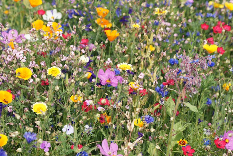 Close up of colourful wildflowers