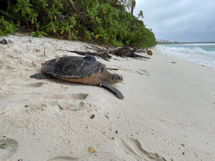 Turtle on white sandy beach with trees in background, moving down to water's edge