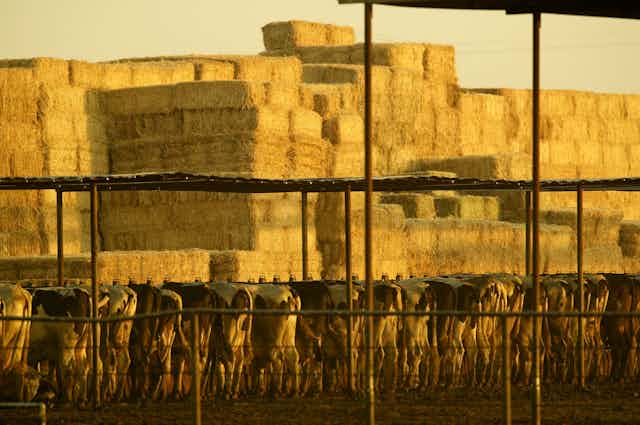 Cows feeding near piles of hay bales