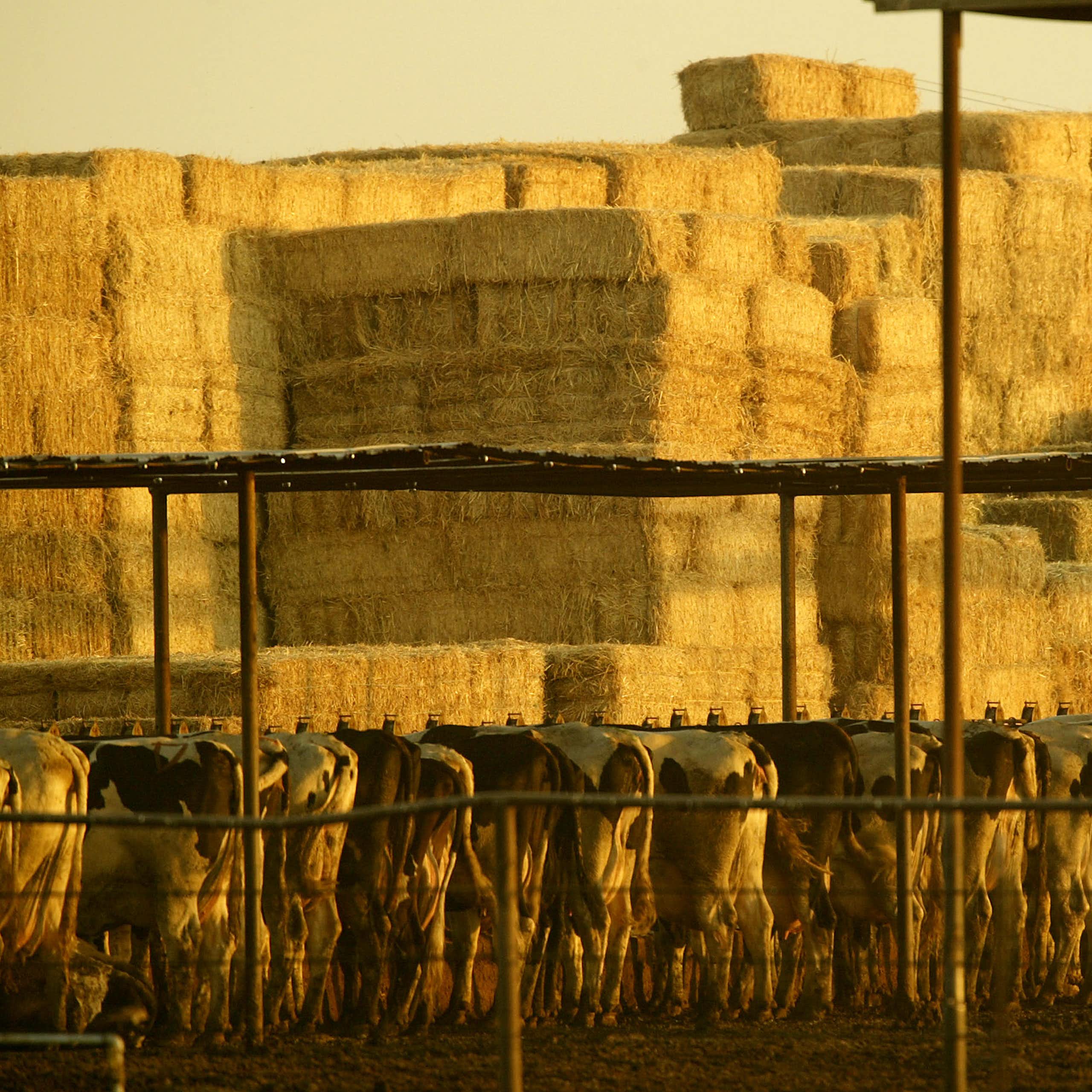 Cows feeding near piles of hay bales