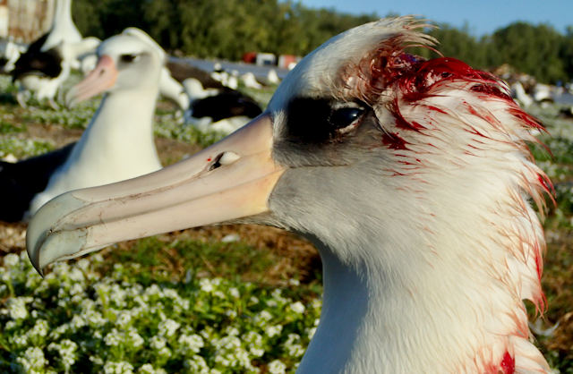 Um albatroz com a cabeça e as penas do pescoço ensanguentadas