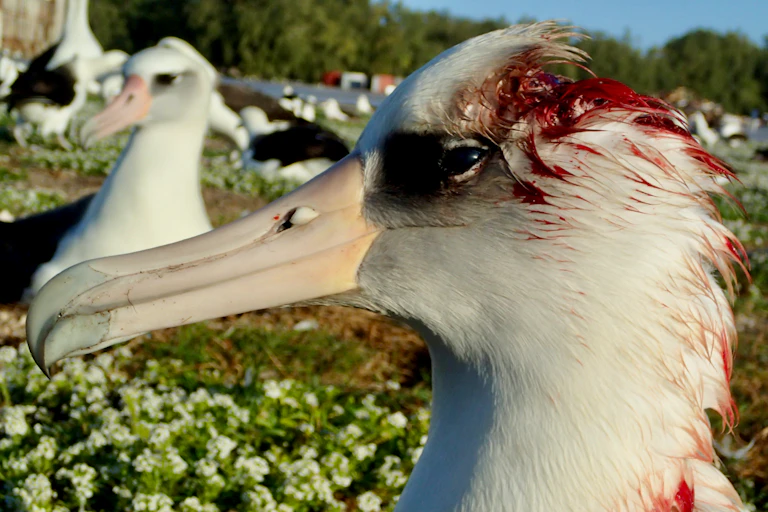 Um albatroz com a cabeça e as penas do pescoço ensanguentadas