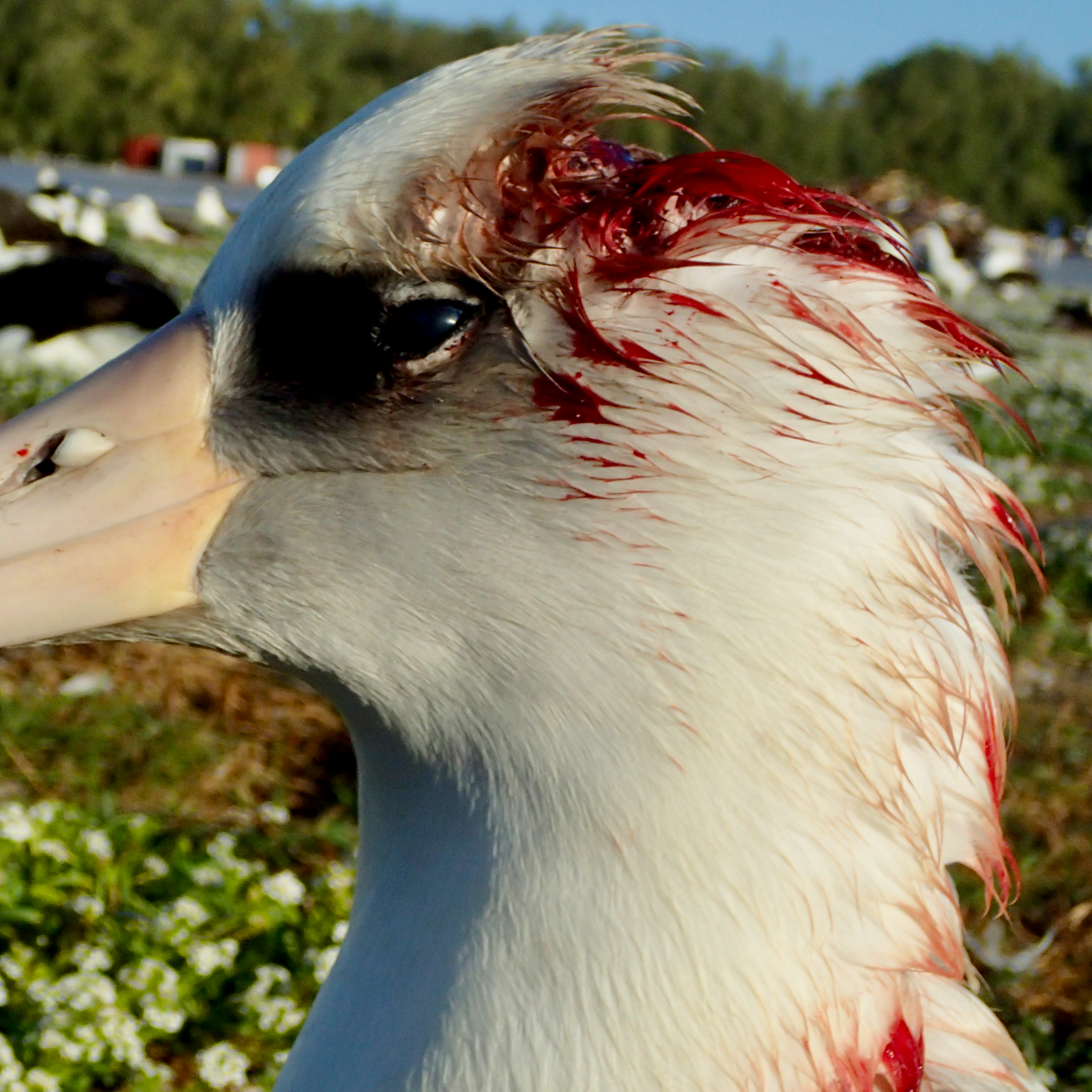 Camundongos assassinos atacam albatrozes em atol no Pacífico, e cientistas lutam para dar fim ao problema
