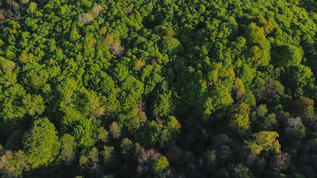 aerial shot of lush green forest 