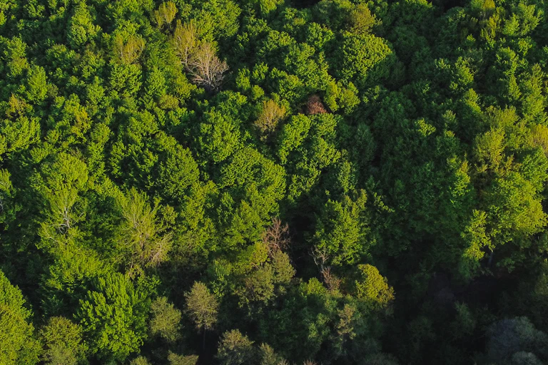 aerial shot of lush green forest