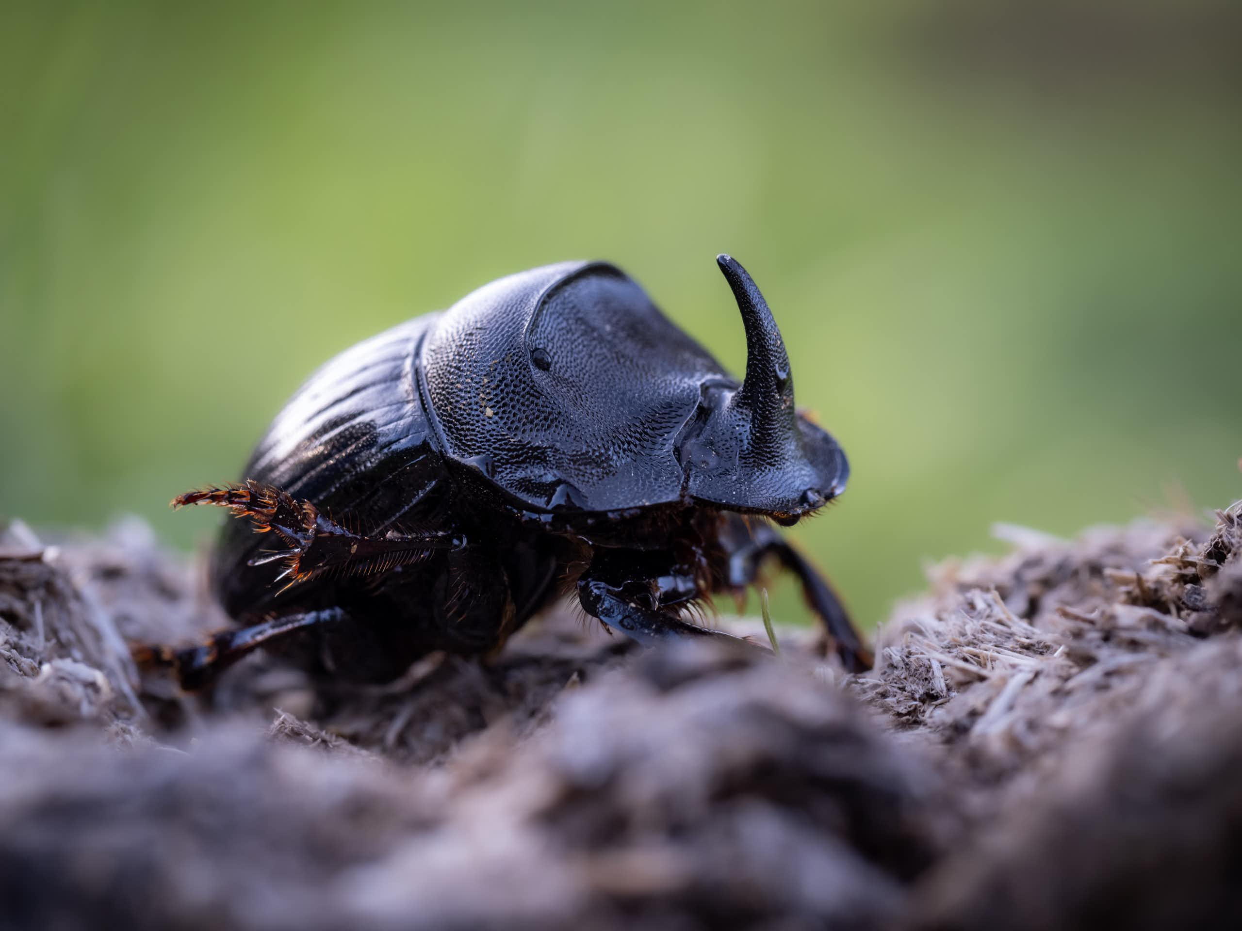 Un mundo sin escarabajos peloteros sería un desastre (y en Australia lo saben)