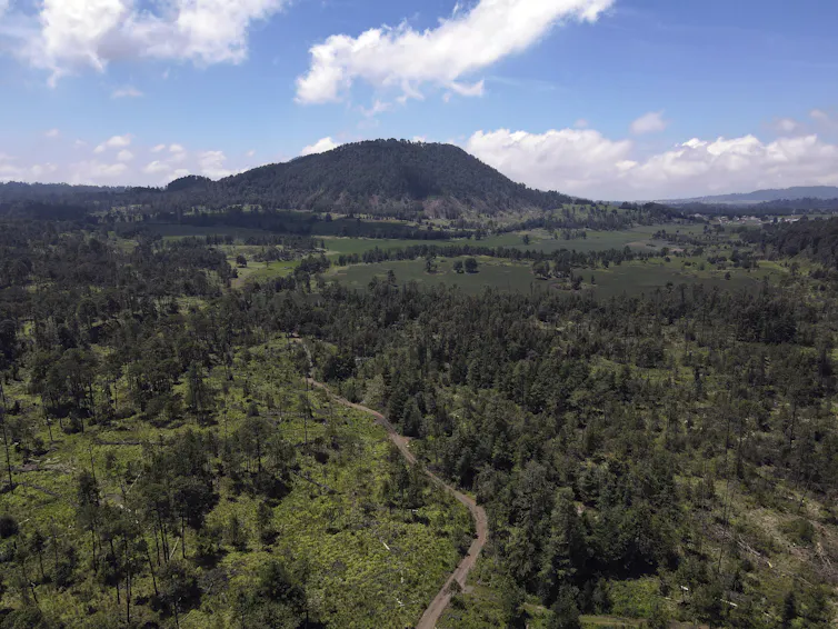 A thinning forest is seen in the shadow of a hill under a blue sky.