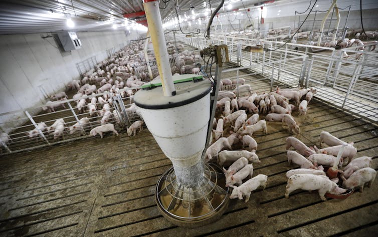 Dozens of young pigs feed in pens inside a large modern barn.