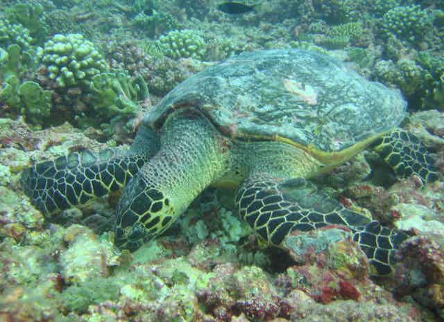 Tartaruga-de-pente se alimentando em um recife de coral