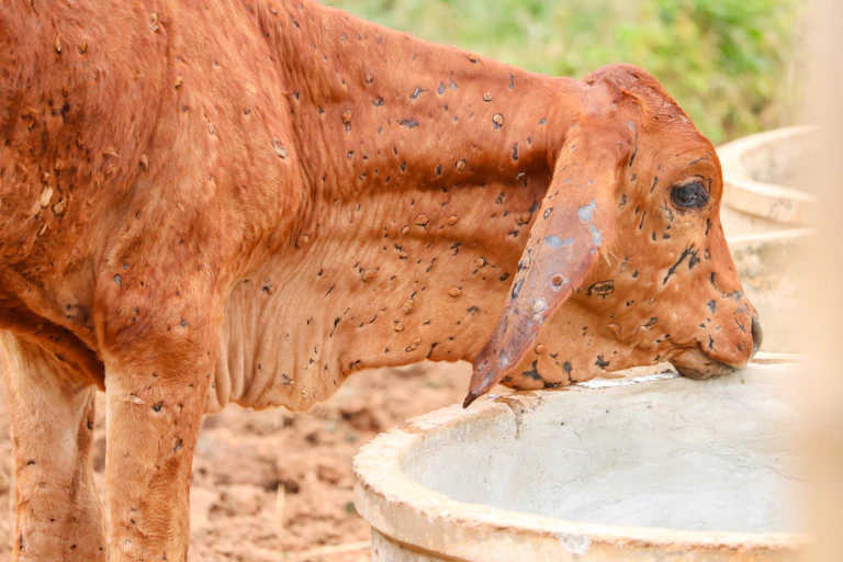 Closeup of a calf with lumpy skin disease, side view of head and shoulders