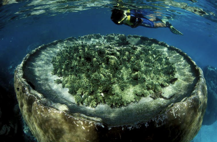 a snorkelled inspecting large coral boulder