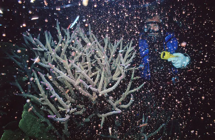 diver watches coral spawning