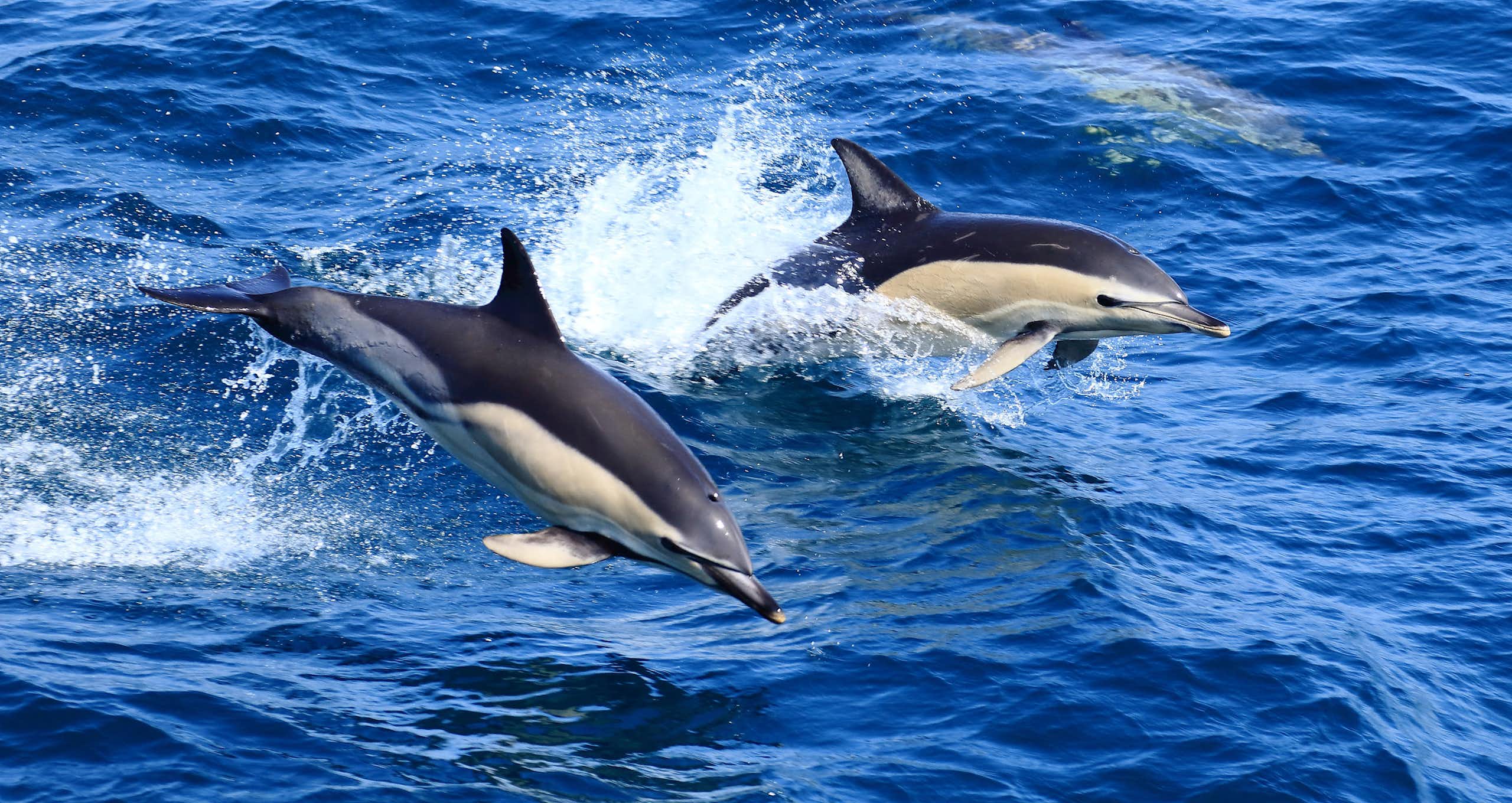 Deux dauphins communs sautent hors de l'eau dans le golfe de Gascogne
