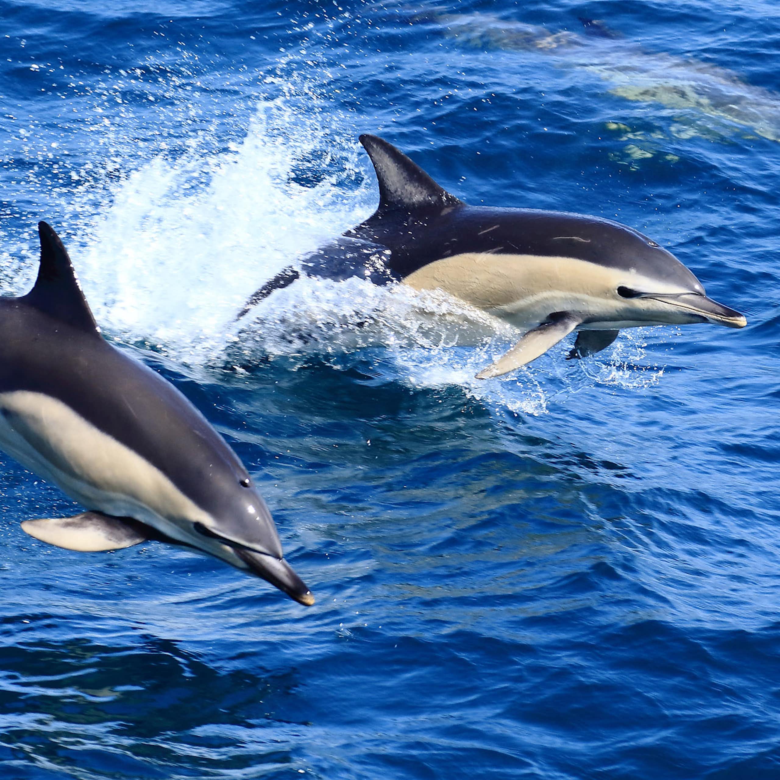 Deux dauphins communs sautent hors de l'eau dans le golfe de Gascogne