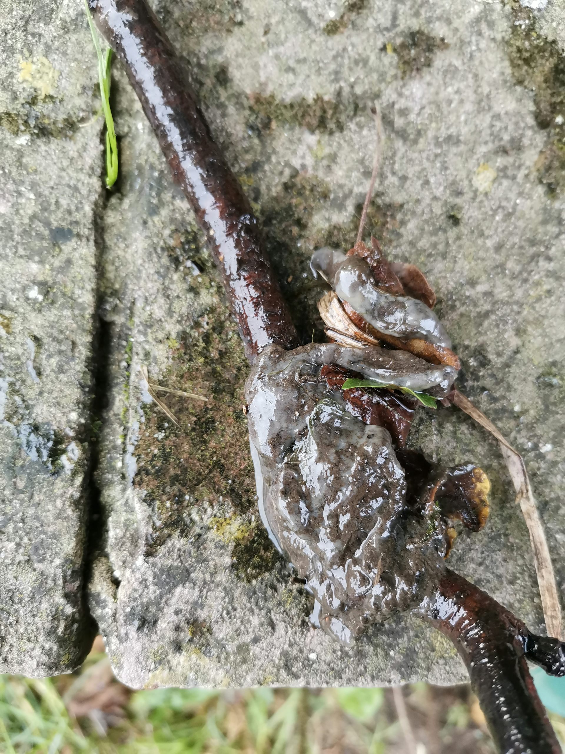 Brown slime-like lump of sewage fungus on rock