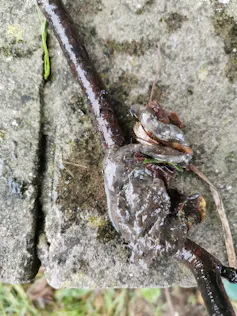 Brown slime-like lump of sewage fungus on rock