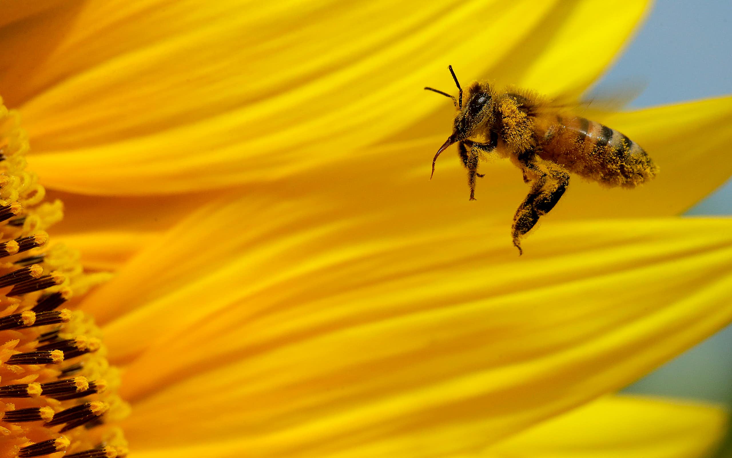 O futuro do Ibama, da Anvisa e das abelhas brasileiras está nas mãos do Congresso Nacional