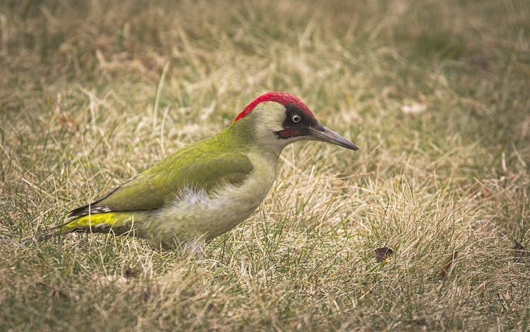 oiseaux pic vert