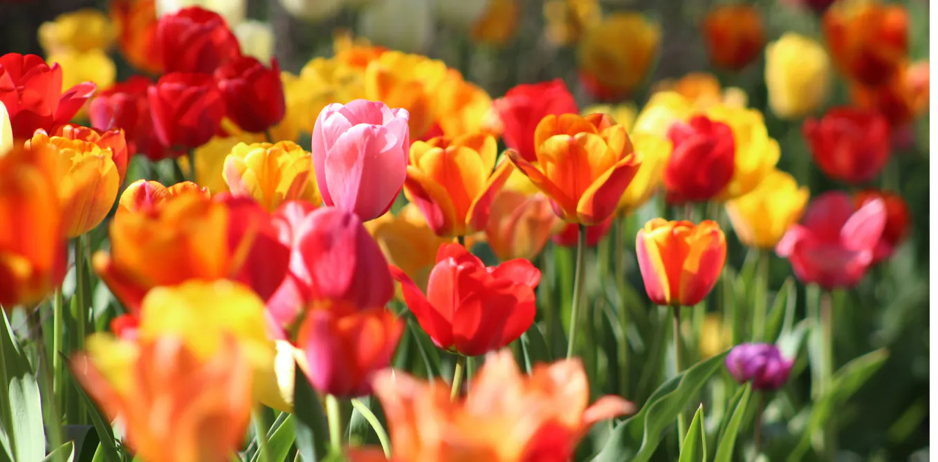 Comment des bulbes de fleurs traités rendent résistantes des moisissures dangereuses pour la santé Comment des bulbes de fleurs traités rendent résistantes des moisissures dangereuses pour la santé