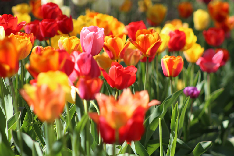 Photos d’un parterre de tulipes