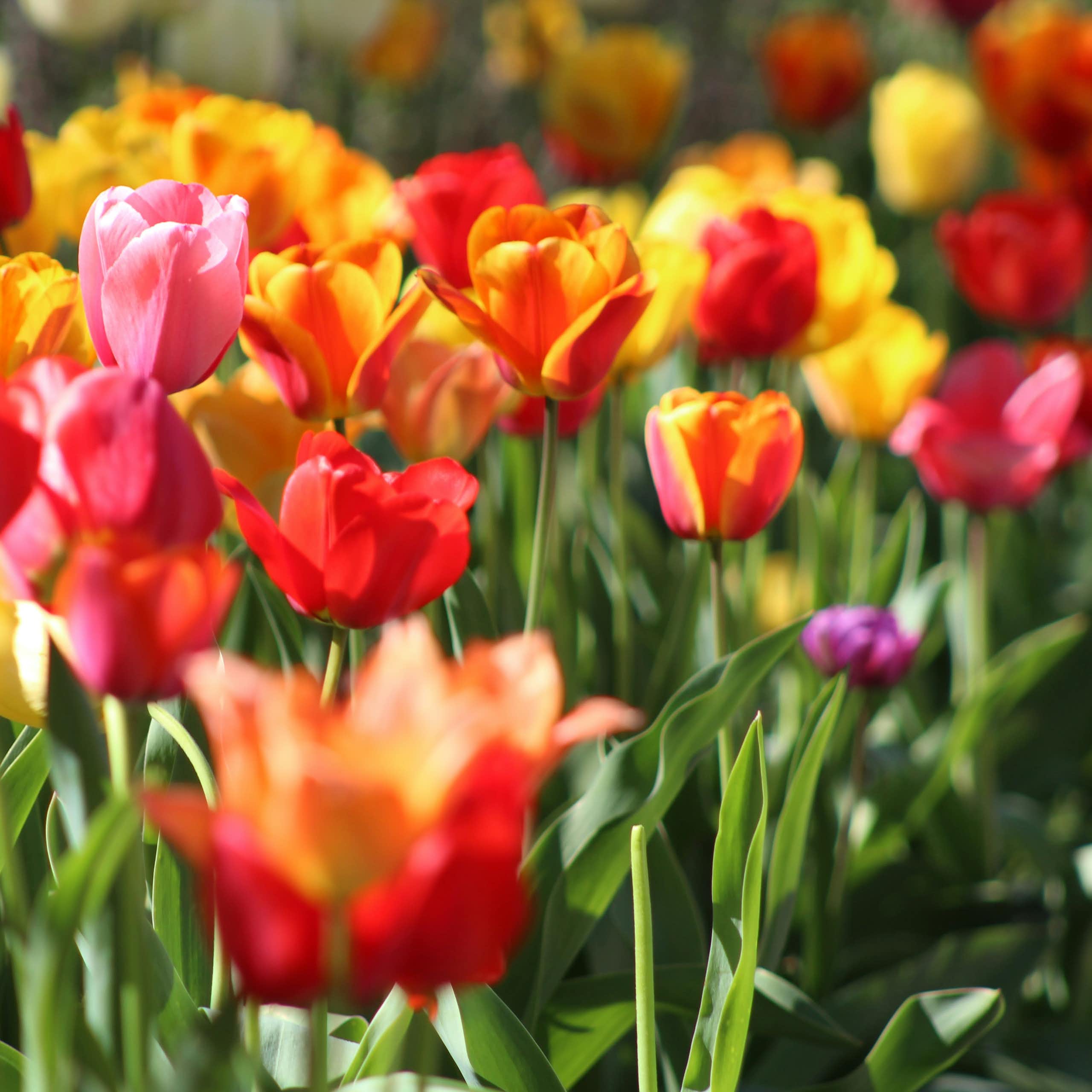 Photos d’un parterre de tulipes