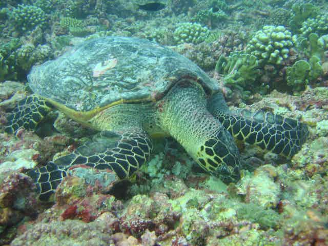 Hawksbill turtle foraging on coral reef
