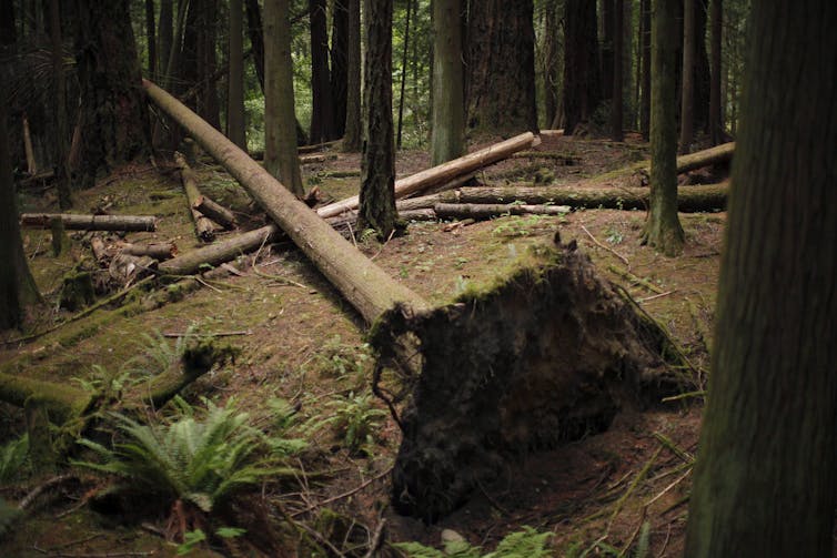 A fallen tree lies in a forest.