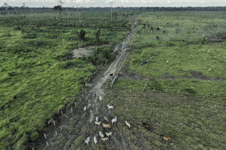 Cows walk down a road sorrounded by open fields.