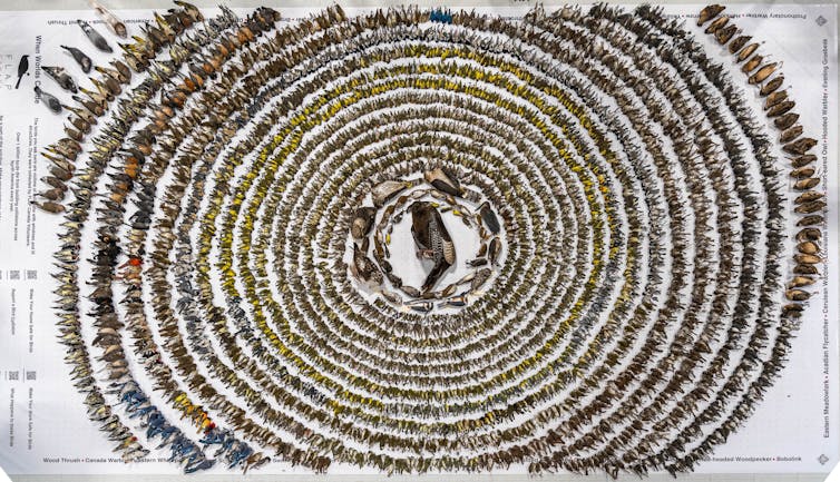 Dead birds displayed in FLAP's annual bird layout.