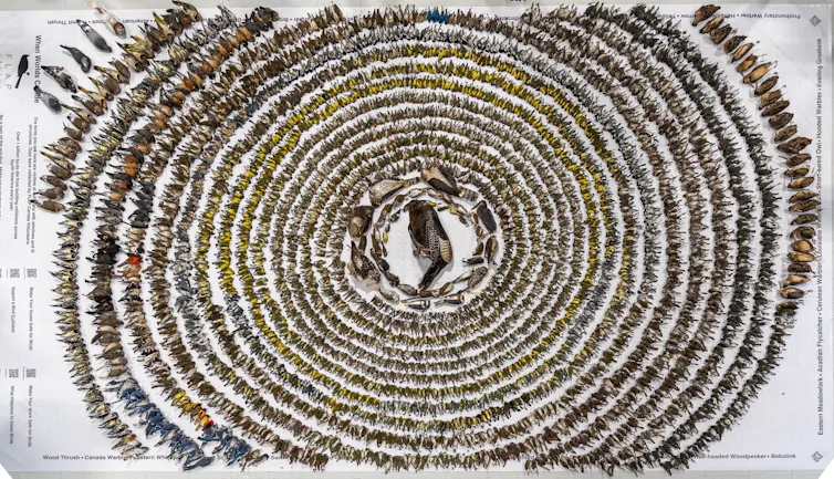 Dead birds displayed in FLAP's annual bird layout.