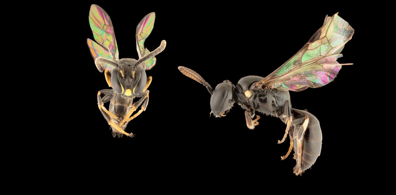 scientists discover 8 striking new bee species in the Pacific