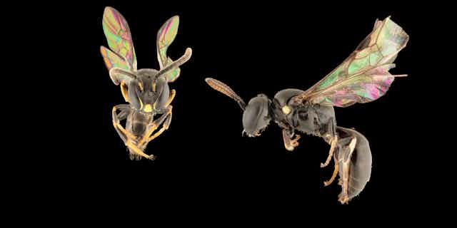 Two Pacific bees on a black background