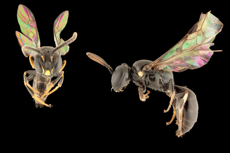 Two Pacific bees on a black background