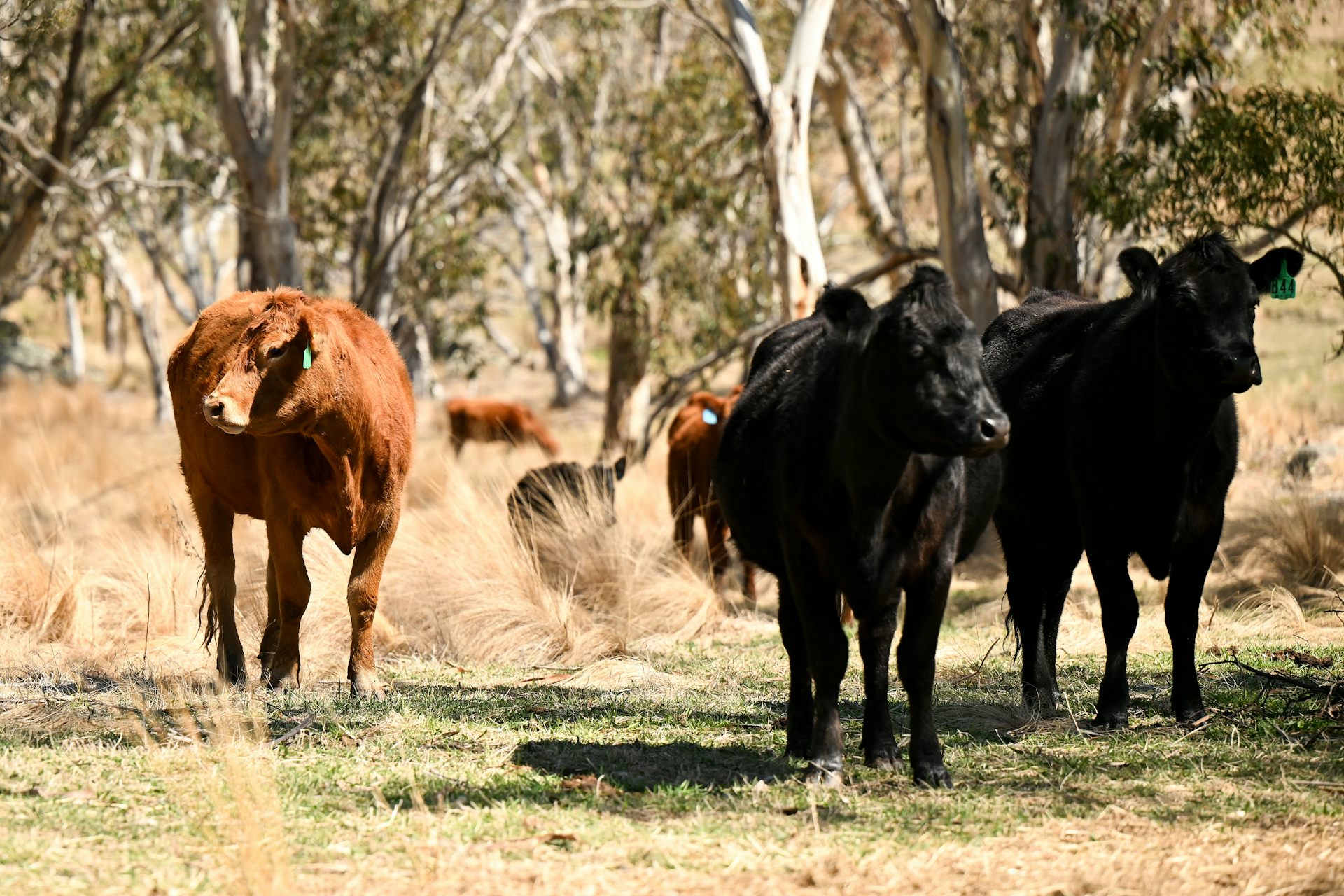 cows standing near trees