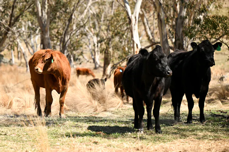 cows standing near trees