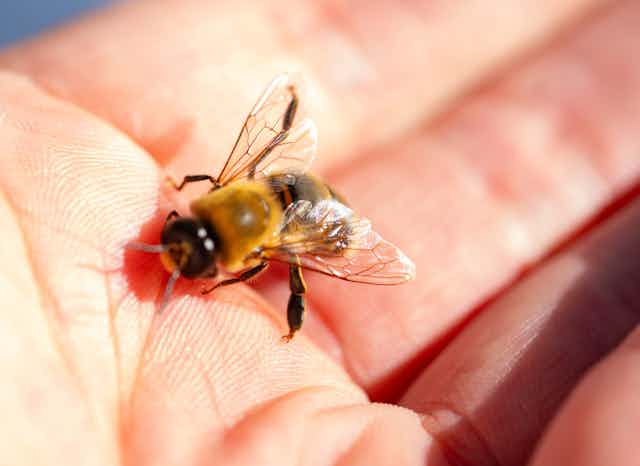 A single male bee sitting on a person's hand close up