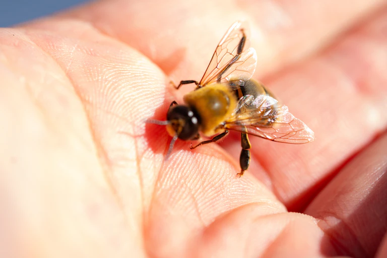 A single male bee sitting on a person's hand close up