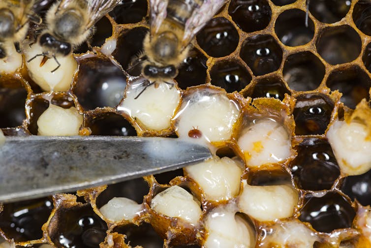 Close-up of the octagonal cells of a beehive with a small red-brown speck visible