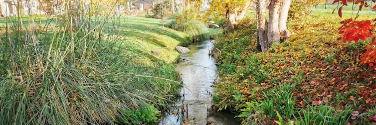 small stream with green river banks and a tree to the right.