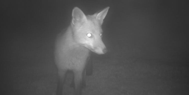 fox night vision camera