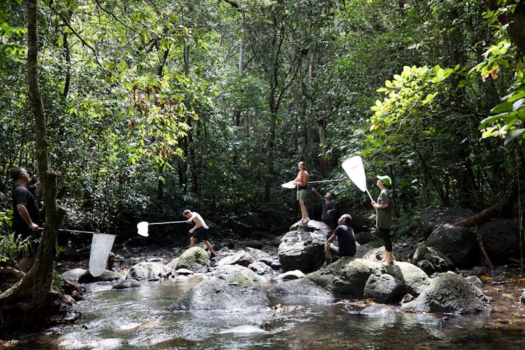 A group of research students using stepping stones to cross a creek in the rainforest while carrying sampling nets on short poles