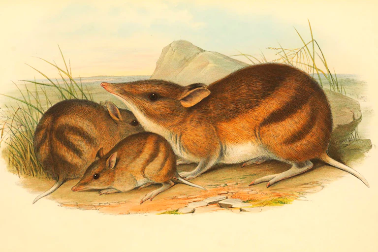 eastern barred bandicoot illustration